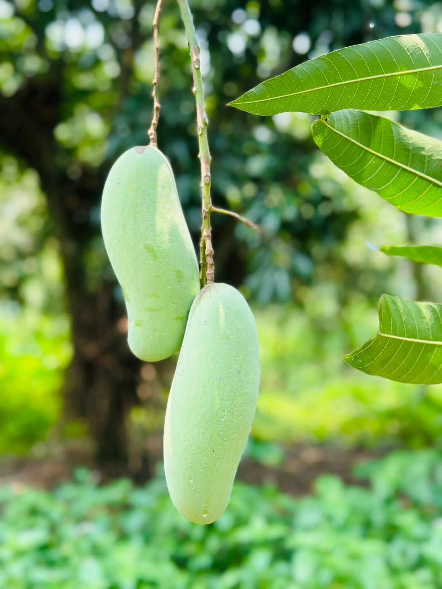 banana mango (10kg pack)